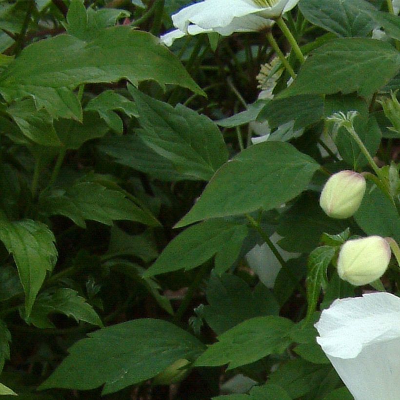 Clematis montana Grandiflora (Follaje)