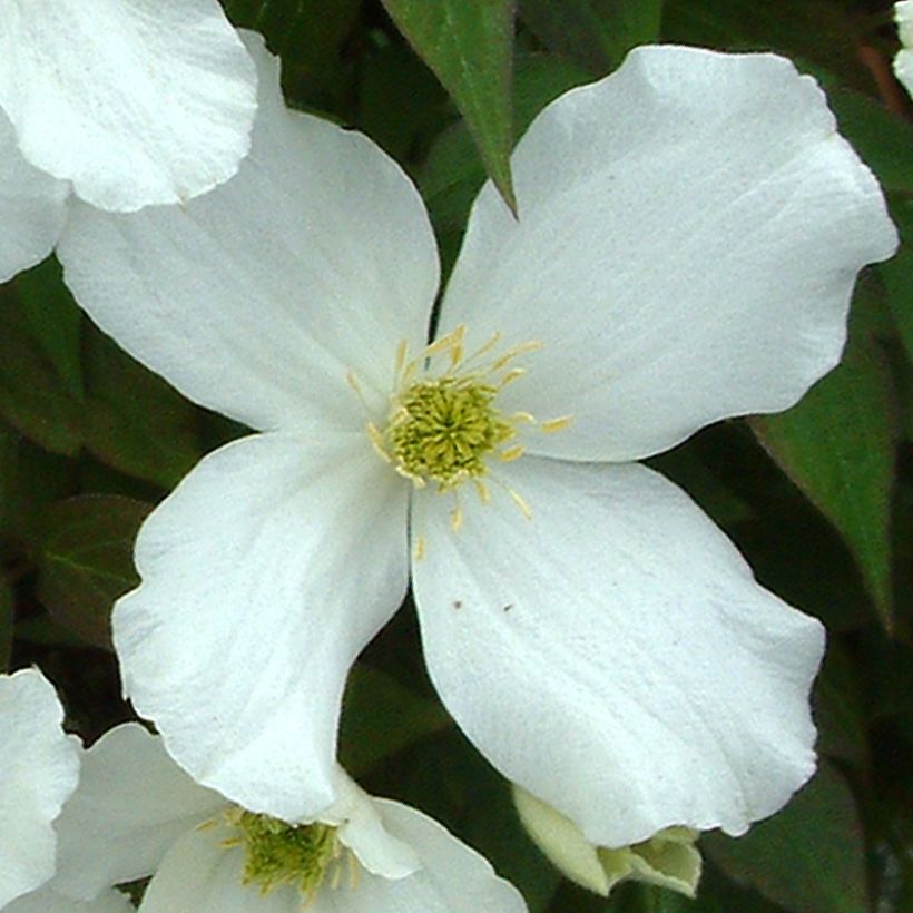 Clematis montana Grandiflora (Floración)