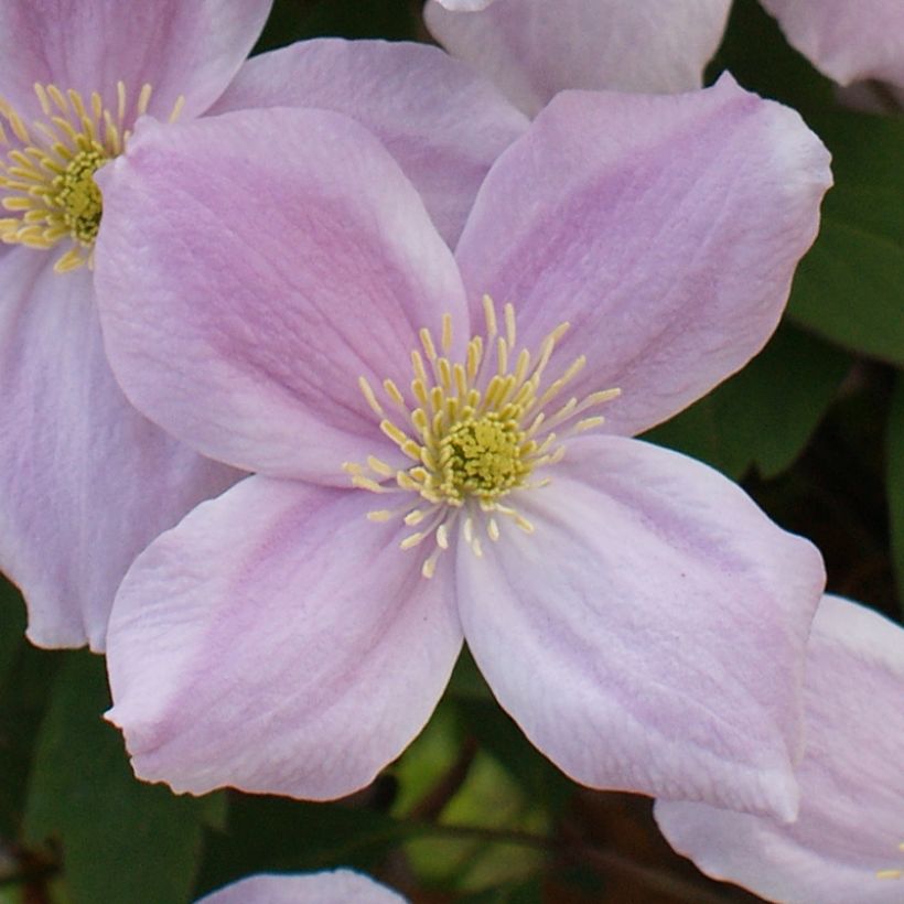 Clematis Pink Perfection (Floración)