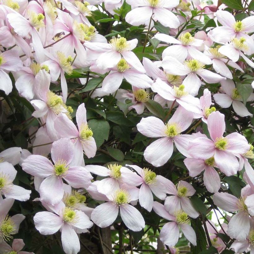 Clematis montana Rubens (Floración)