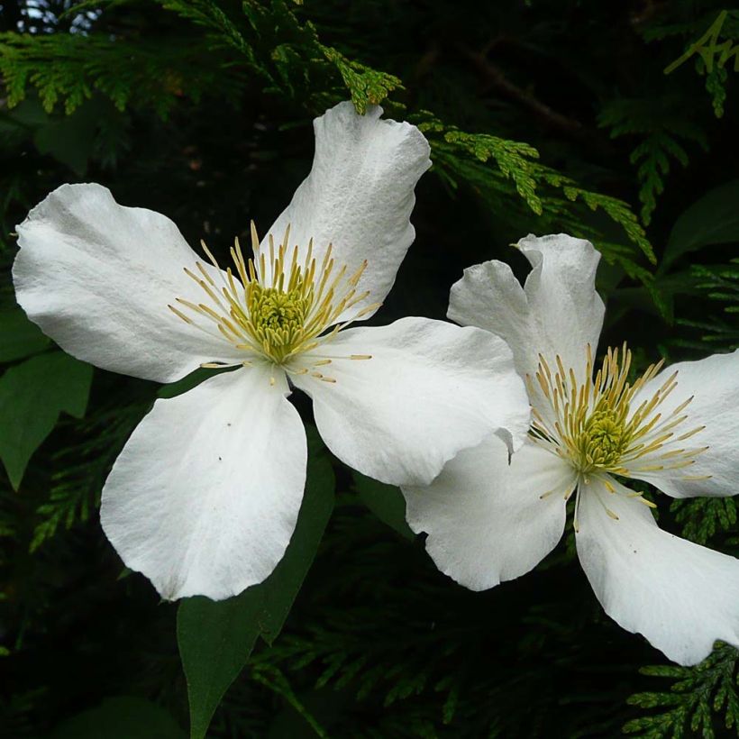 Clematis montana Spooneri (Floración)