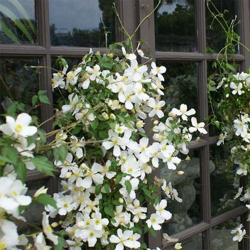 Clematis montana Spooneri (Porte)