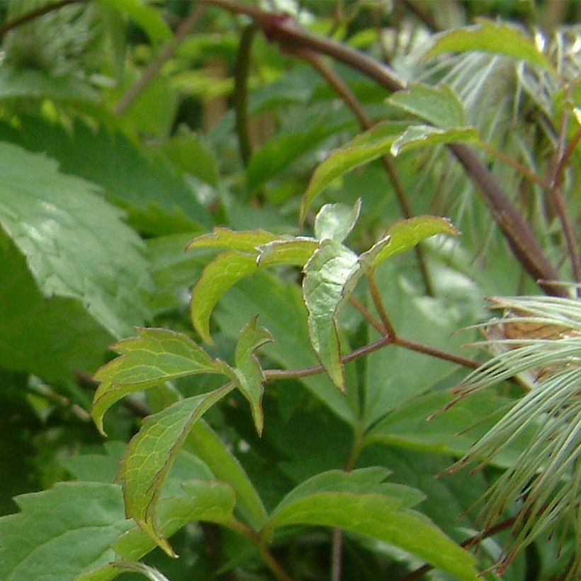 Clematis serratifolia (Follaje)