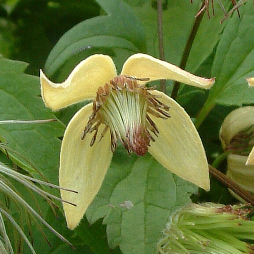 Clematis serratifolia (Floración)