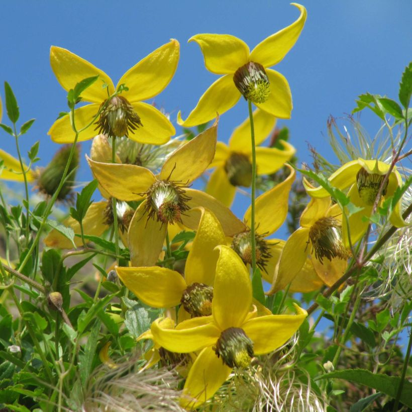 Clematis tibetana subsp. tangutica - Clemátide dorada (Floración)