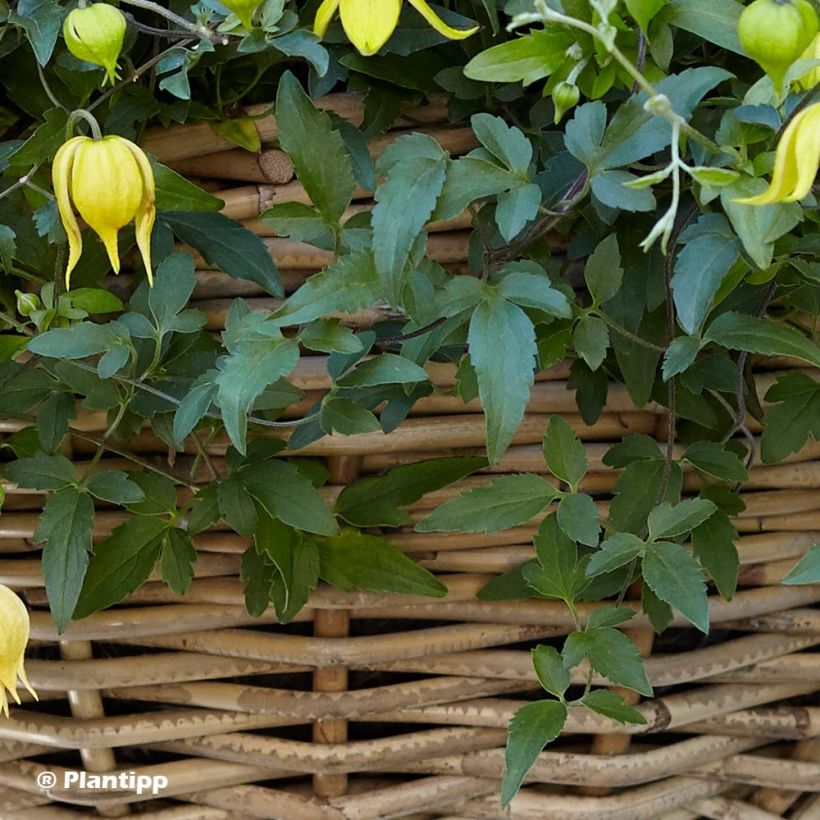 Clematis tangutica Little Lemons (Follaje)