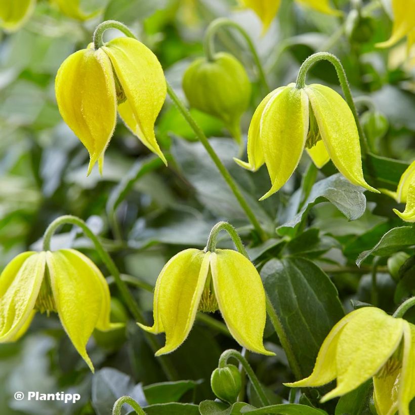 Clematis tangutica Little Lemons (Floración)