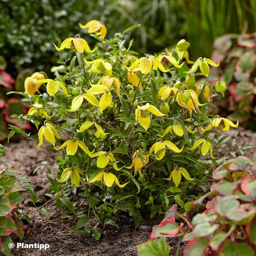 Clematis tangutica Little Lemons (Porte)