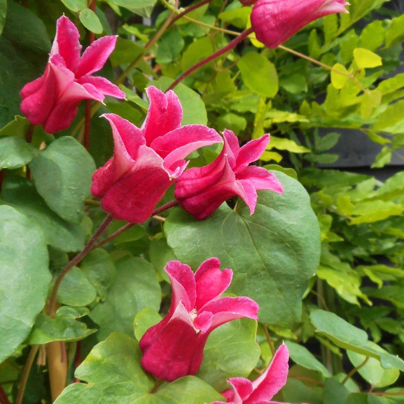 Clematis texensis Queen Maxima - Flor de cuero escarlata (Floración)