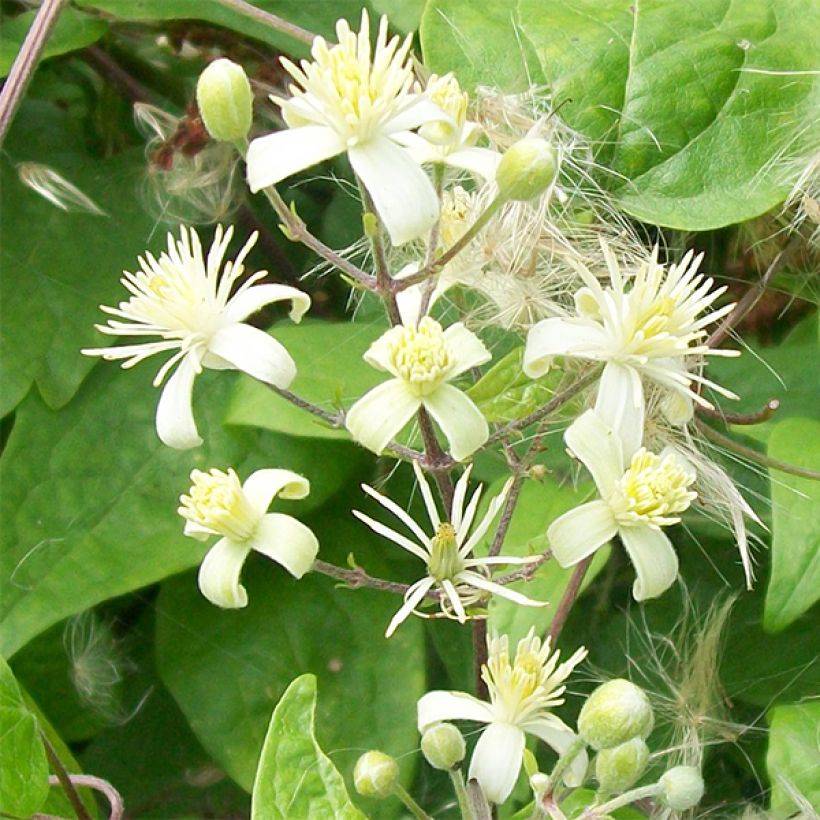 Clematis vitalba (Floración)