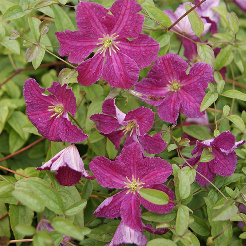 Clematis viticella Abundance (Floración)