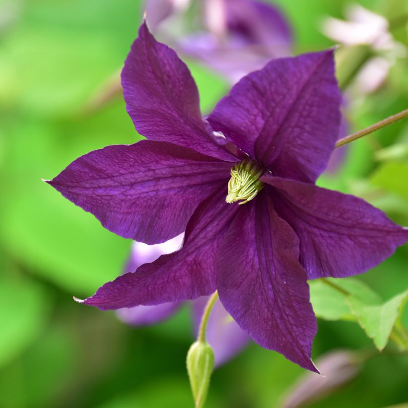 Clematis viticella Aotearoa (Floración)