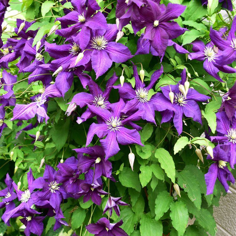 Clematis viticella Aotearoa (Porte)