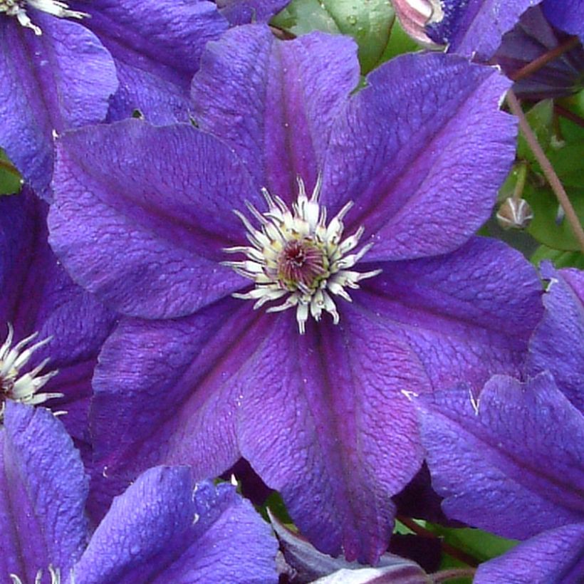 Clematis Happy Birthday (Floración)