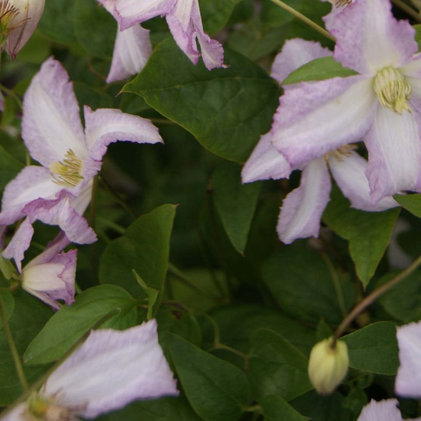 Clematis Little Nell (Follaje)