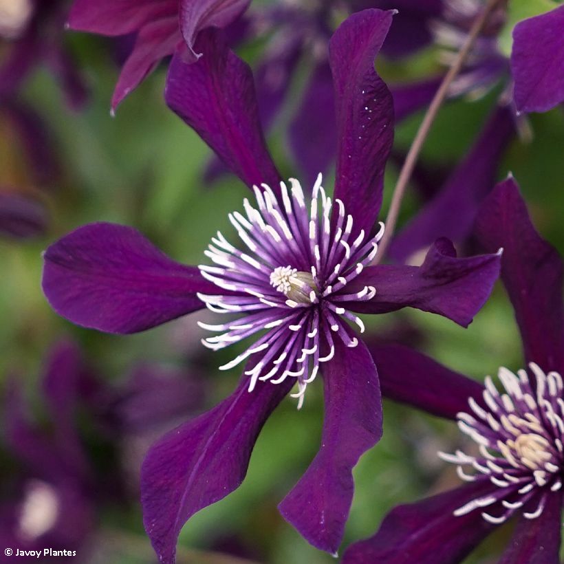 Clematis Panther (Floración)