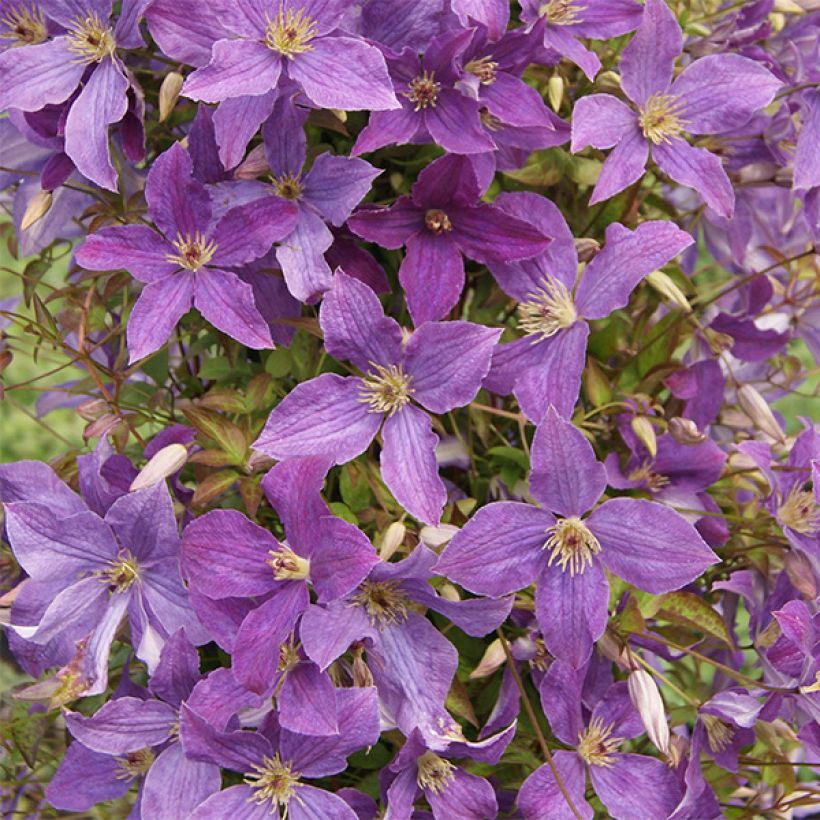 Clematis viticella Sunny Sky (Floración)