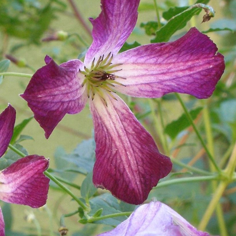 Clematis viticella Walemburg (Floración)