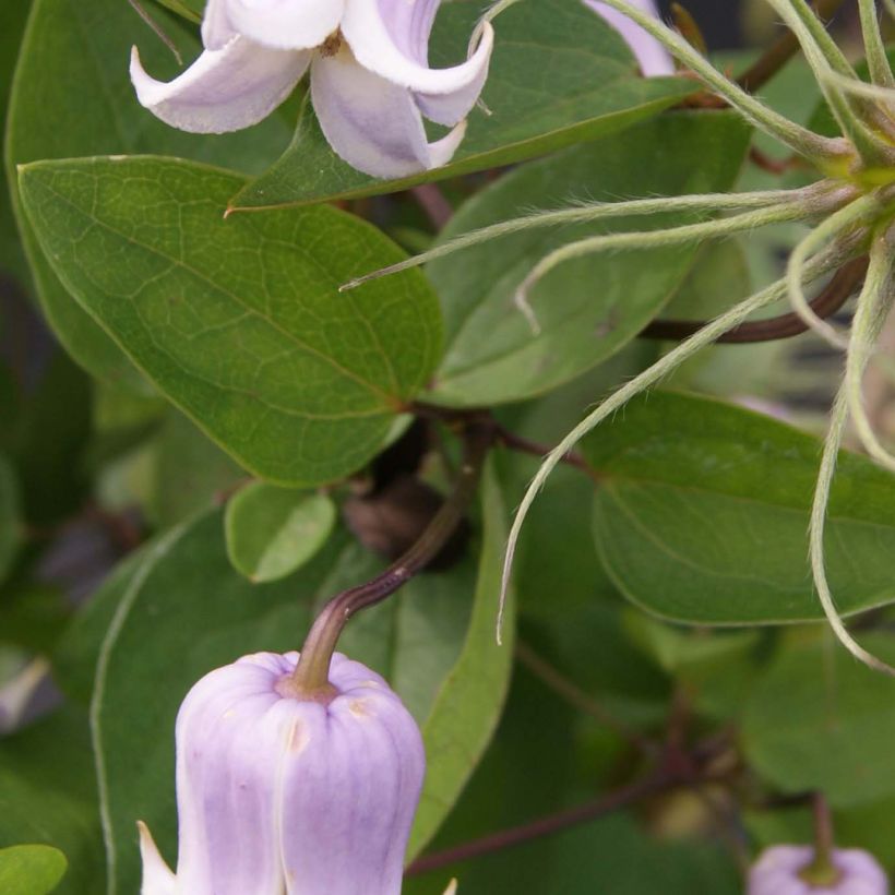 Clematis Annabella (Follaje)