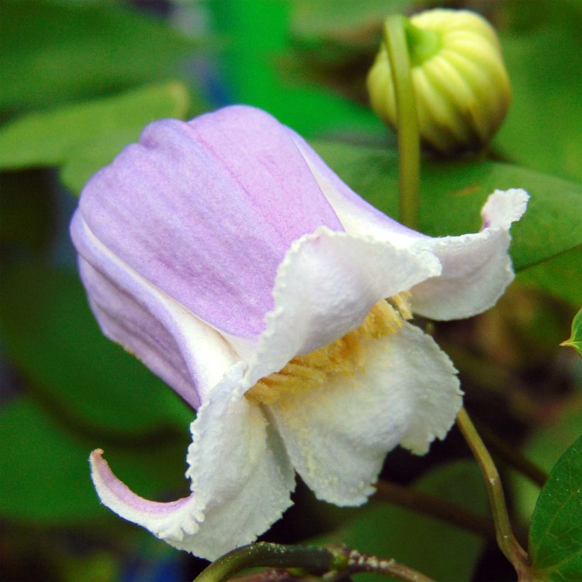 Clematis Annabella (Floración)