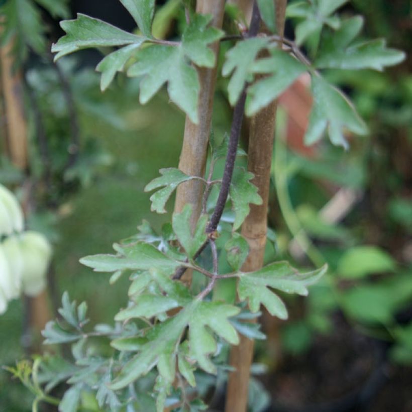 Clematis Avalanche (Follaje)