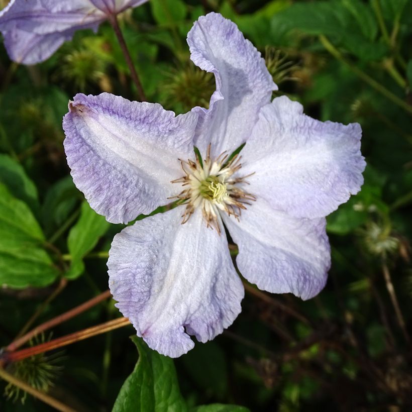 Clematis Blekitny aniol (Floración)