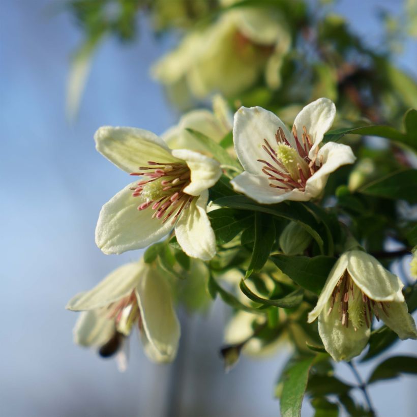 Clematis napaulensis Christmas Surprise (Floración)