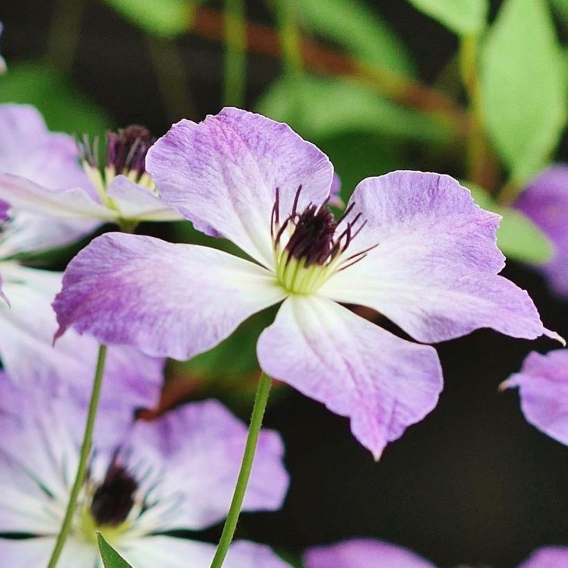 Clematis Cloudburst (Floración)