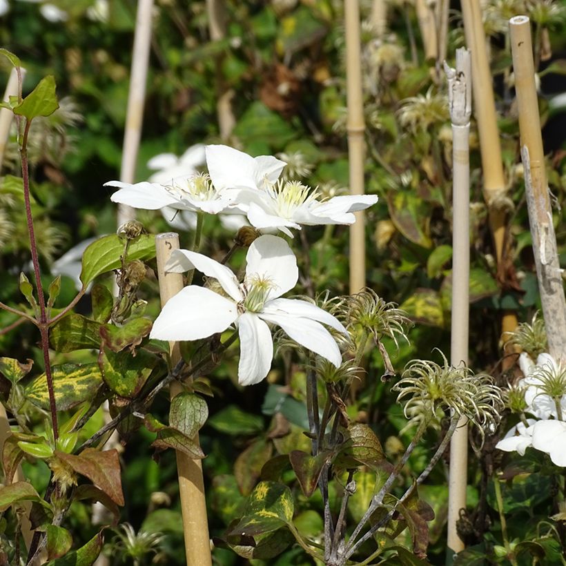 Clematis integrifolia Baby Star (Floración)