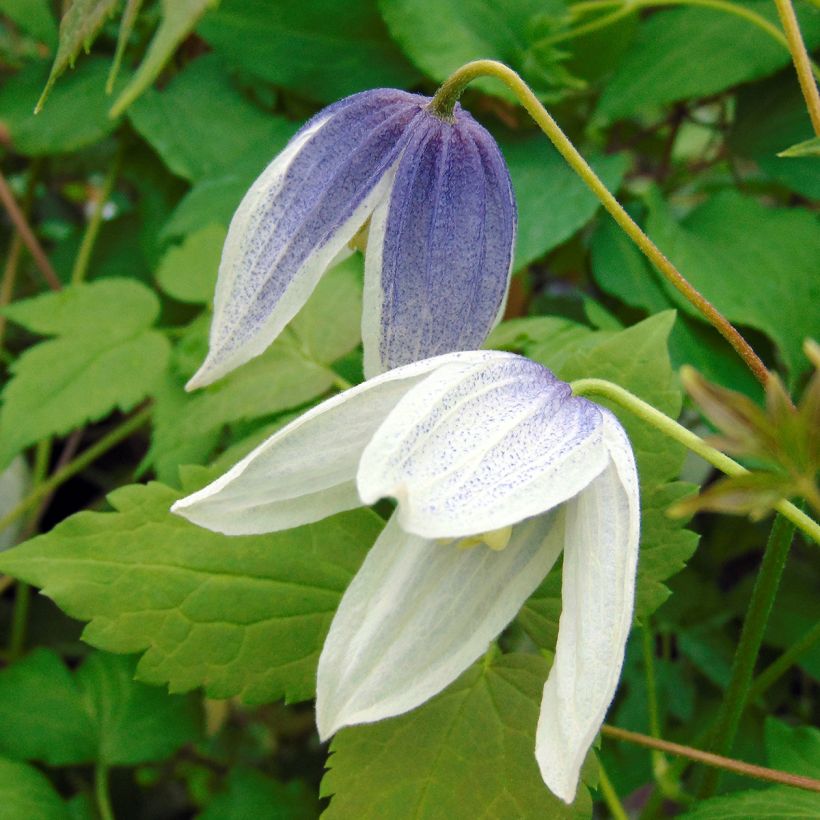 Clematis Blue Eclipse (Floración)