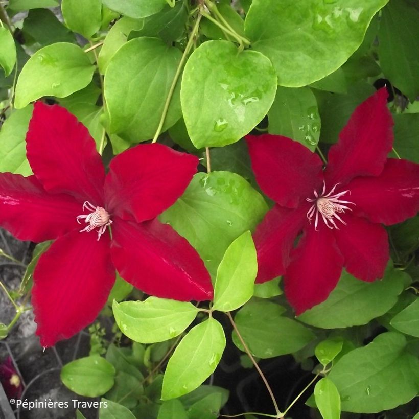 Clematis Bourbon (Follaje)