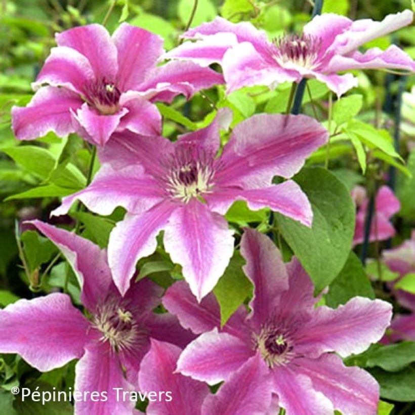 Clematis Carnaby (Floración)