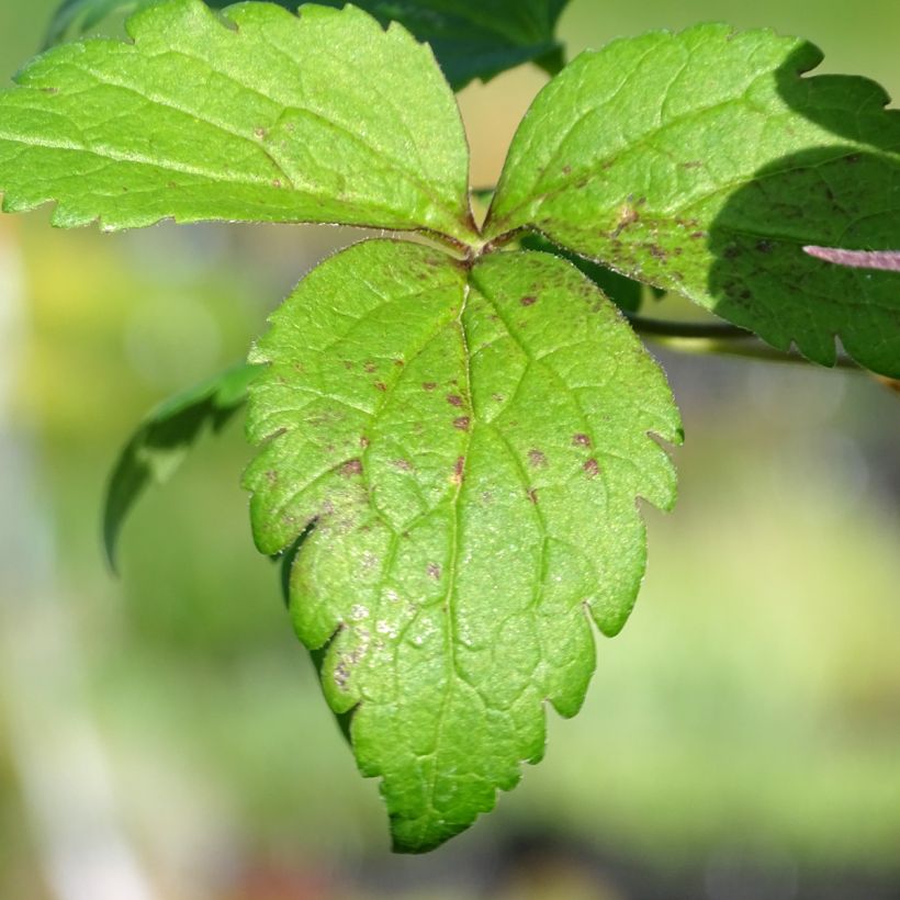 Clematis Columella (Follaje)