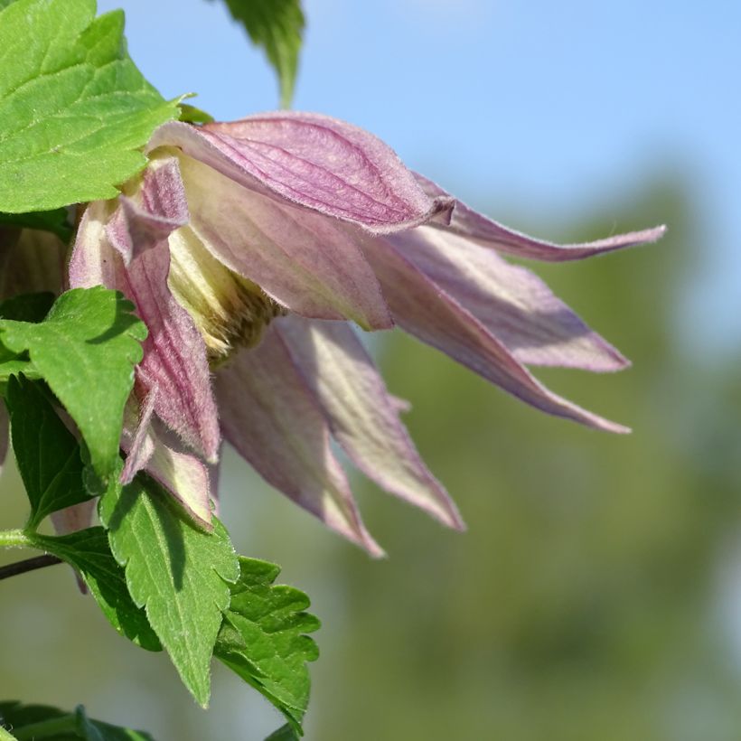 Clematis Columella (Floración)