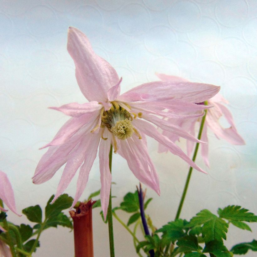 Clematis Country Rose (Floración)