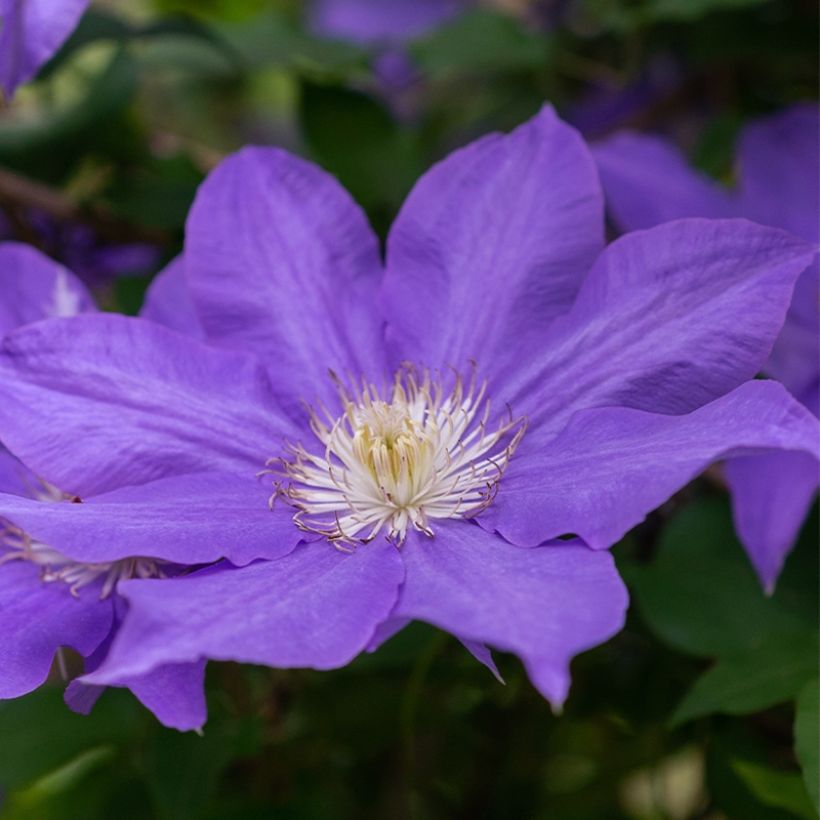 Clematis Couronne Royale (Floración)