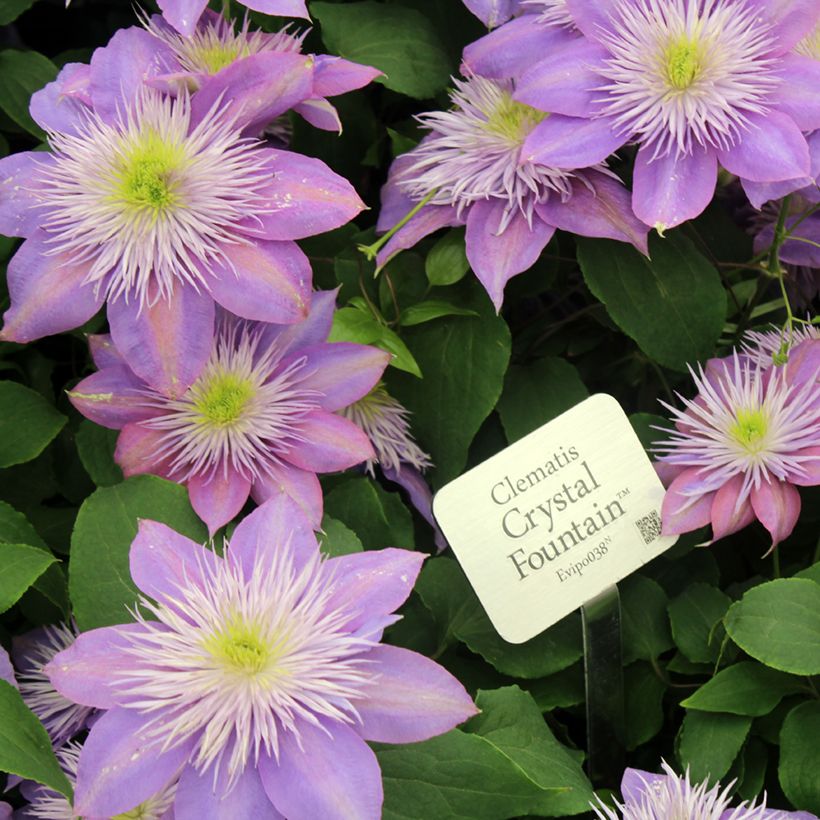 Clematis Crystal Fountain (Floración)