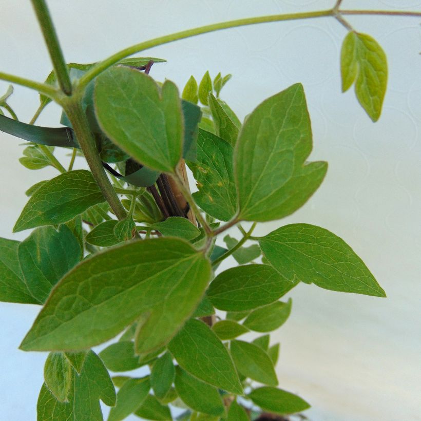 Clematis Dancing Queen (Follaje)