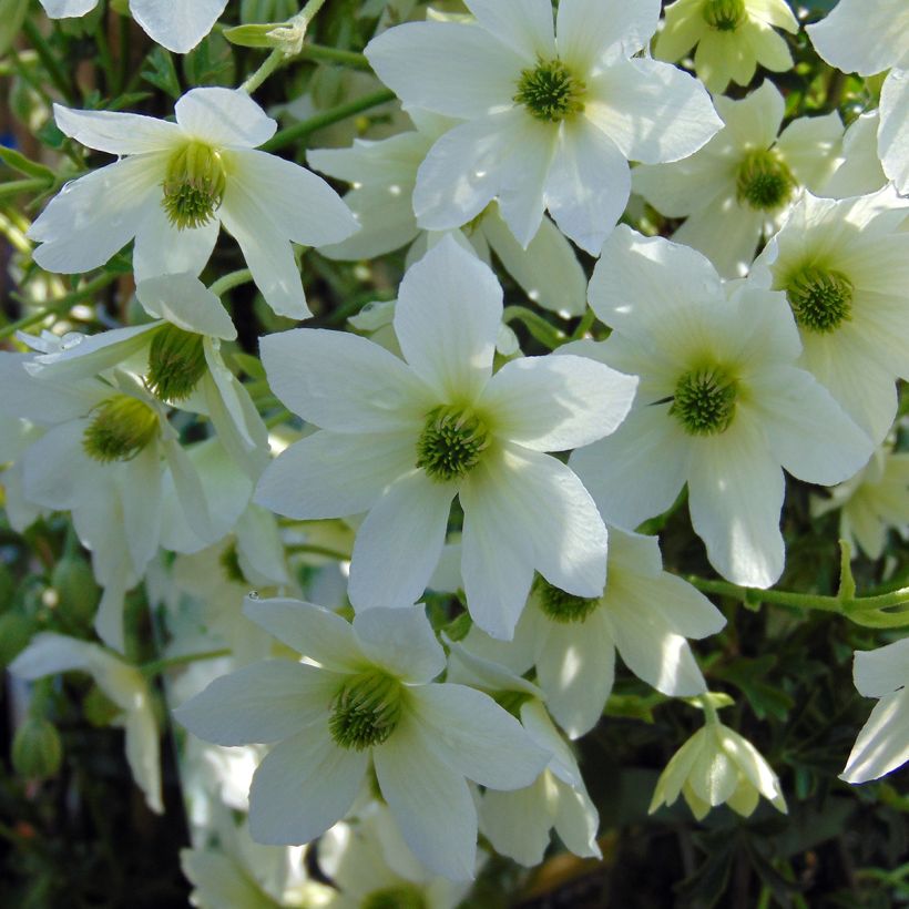 Clematis Early Sensation (Floración)