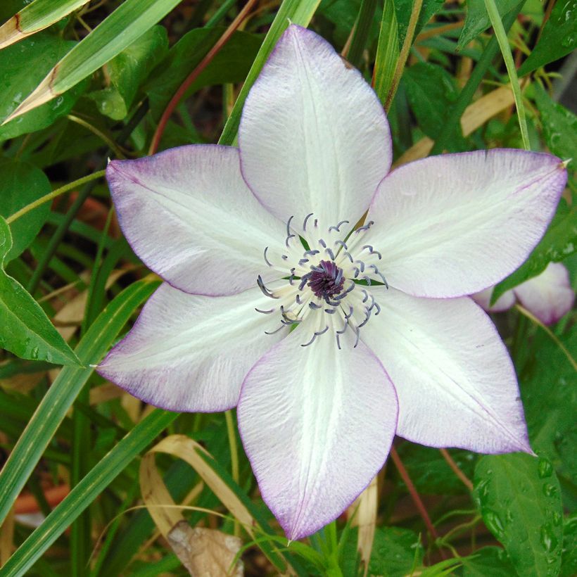 Clematis florida Fond Memories (Floración)