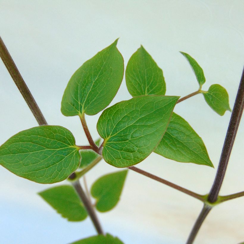 Clematis Général Sikorski (Follaje)