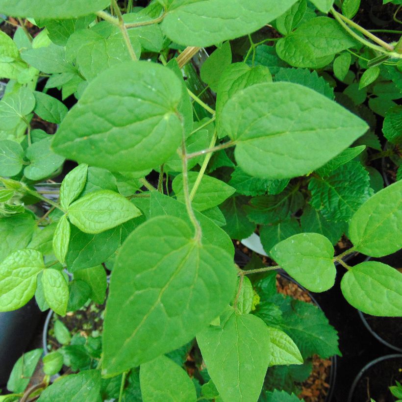 Clematis Guernsey Cream (Follaje)