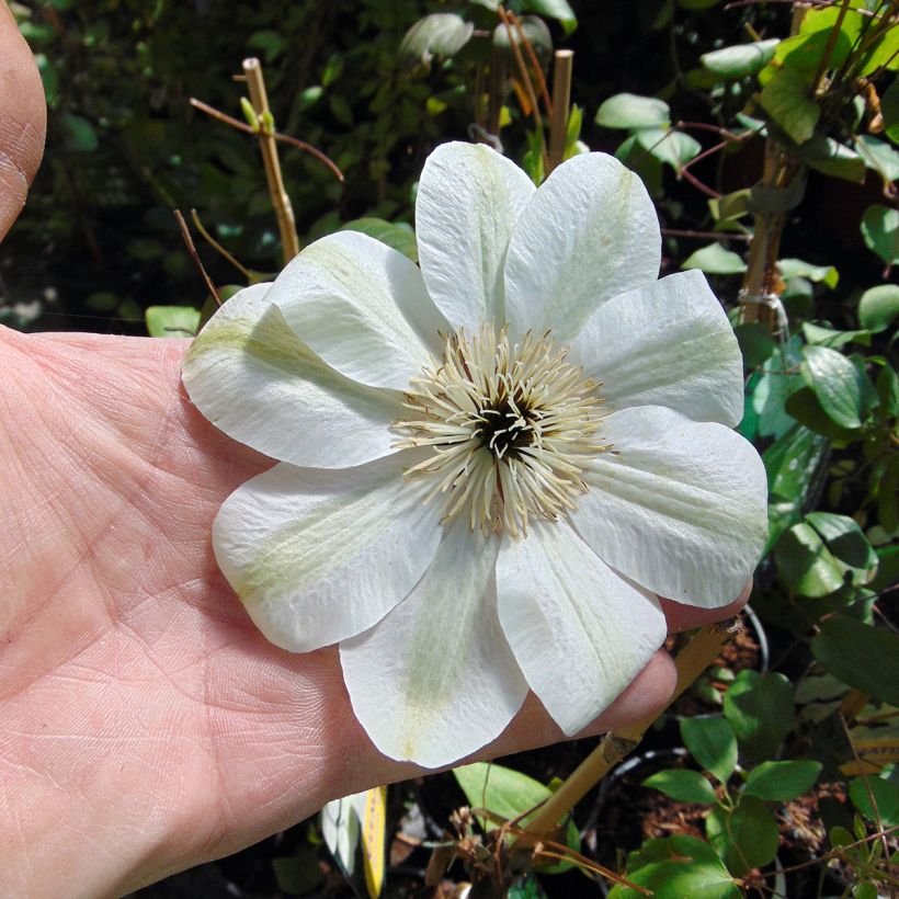 Clematis Guernsey Cream (Floración)