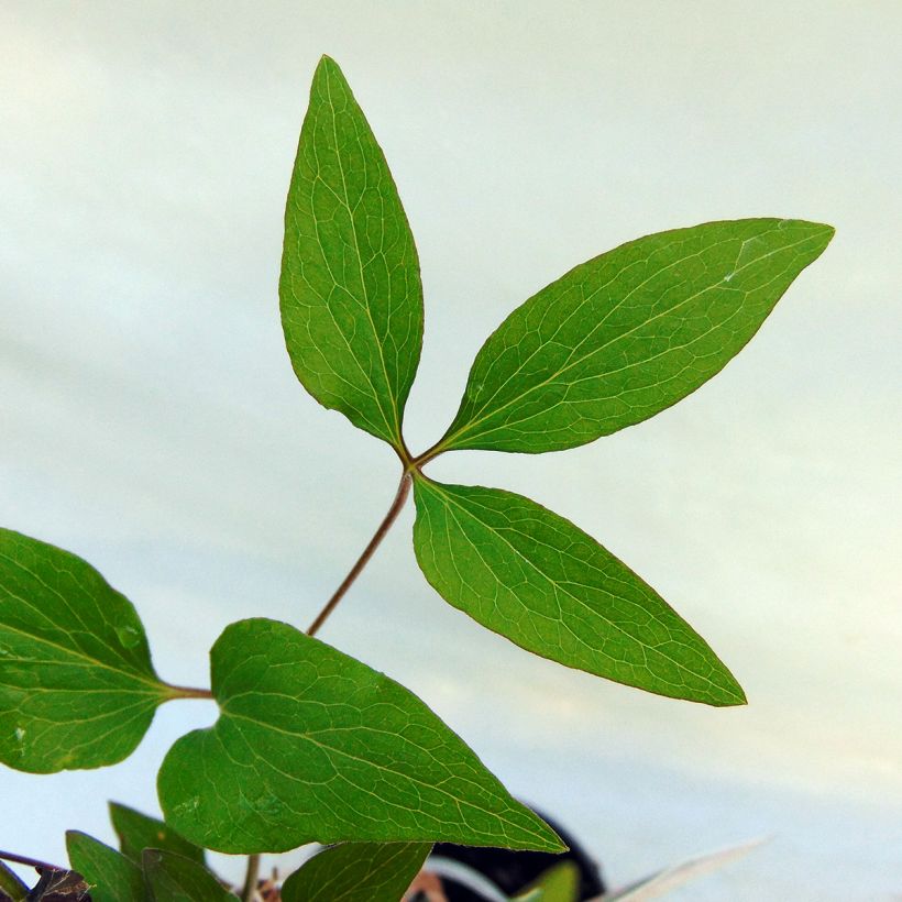 Clematis Hagley hybride (Follaje)