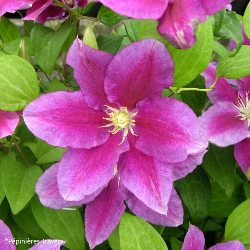 Clematis Hania (Floración)