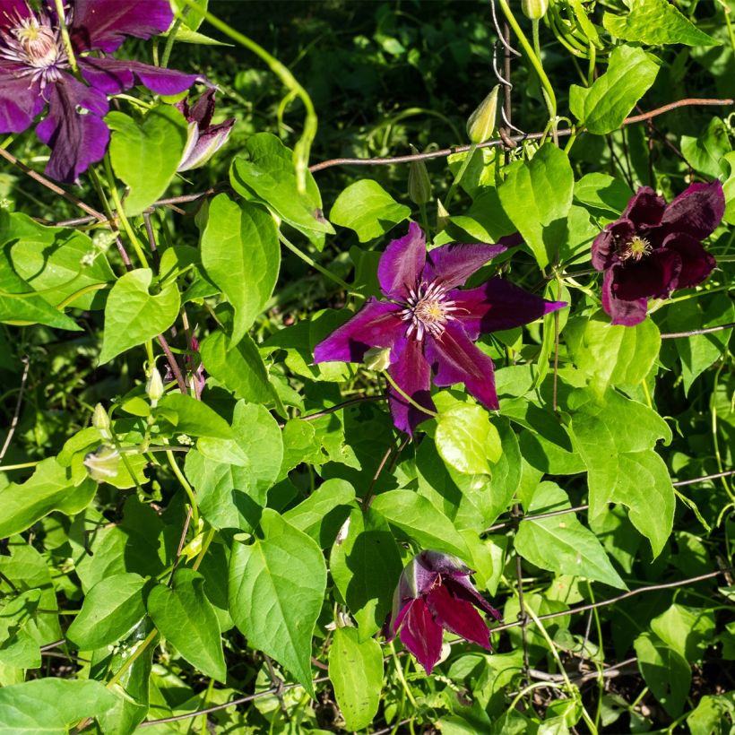 Clematis Julka (Porte)