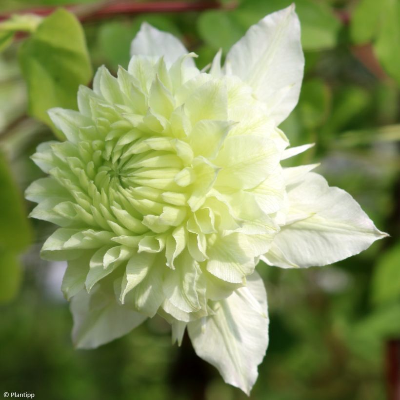 Clematis Manju (Floración)