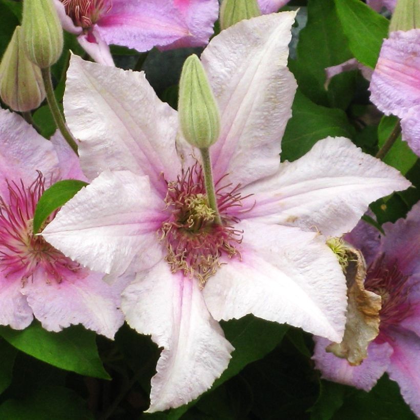 Clematis Marmori (Floración)