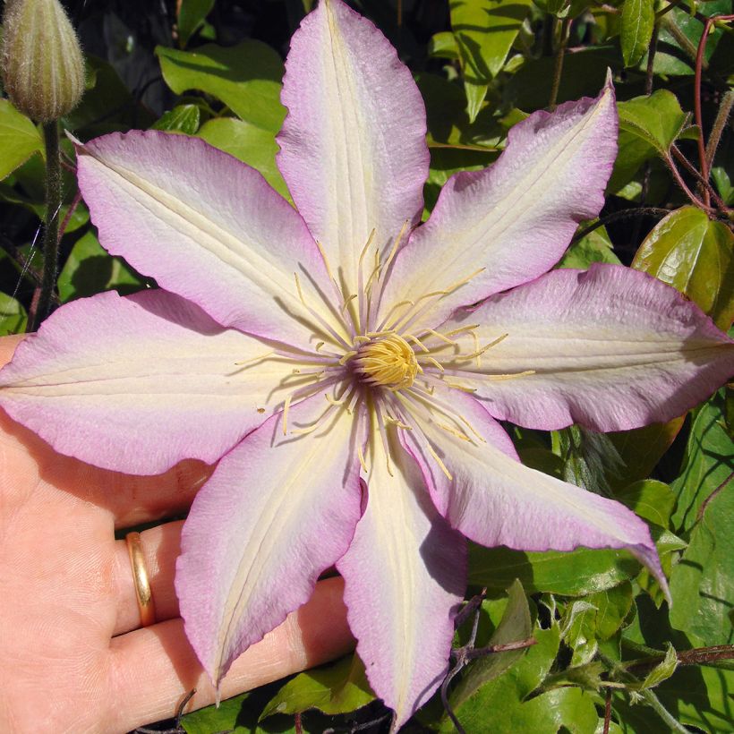 Clematis Morning Star (Floración)