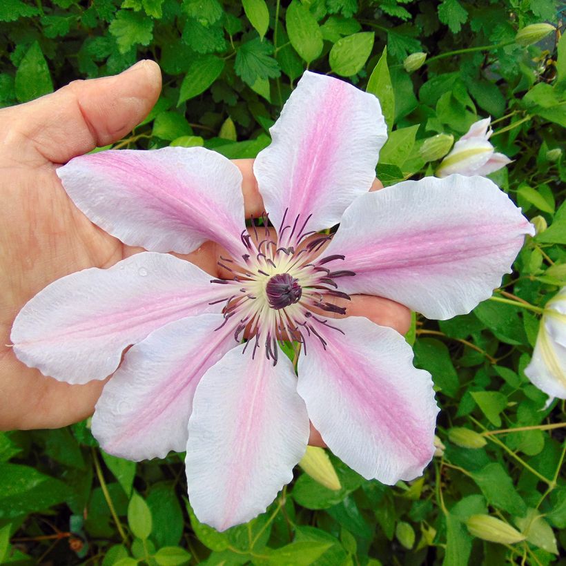 Clematis lanuginosa Nelly Moser (Floración)